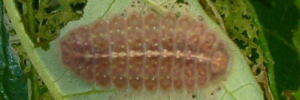 Final Larvae Top of Peacock Jewel - Hypochrysops pythias euclides